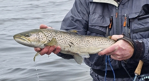 Fiskekonkurrence2026/2026_03_14_63cm_mini.jpg