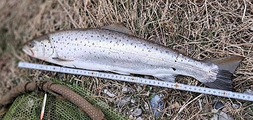 Fiskekonkurrence2026/2026_04_12_1.4kg_mini.jpg
